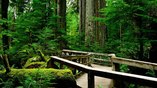 Cathedral Grove 3