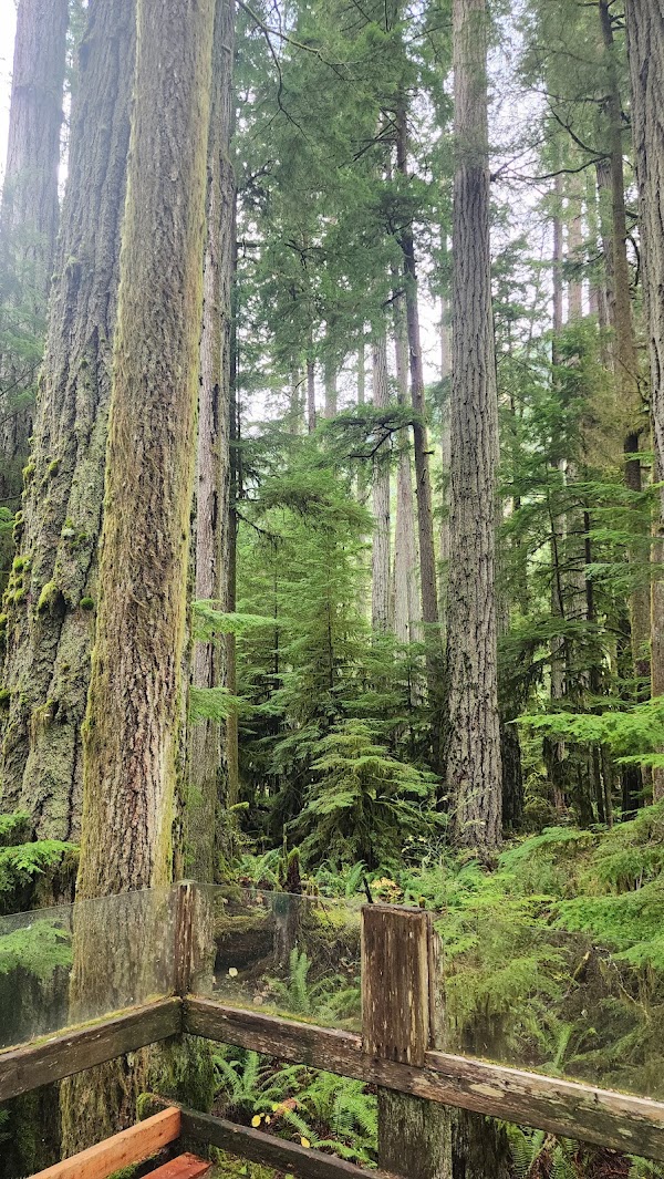 Cathedral Grove 2