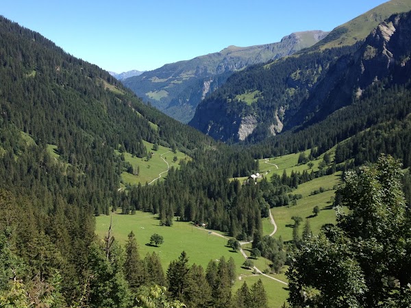 Weisstannen