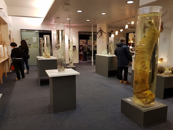 The Icelandic Phallological Museum