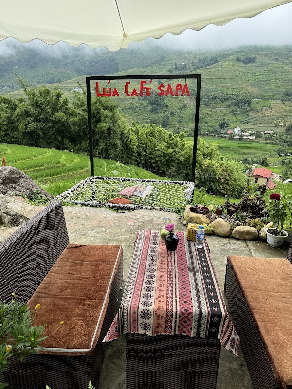 Lúa cafe