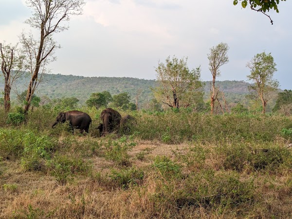 Bandipur National Park
