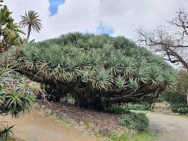 Botanical Garden of Lisbon 4