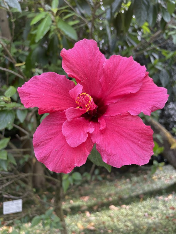 Botanical Garden of Lisbon 3