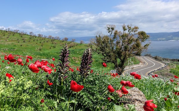 Kinneret 2