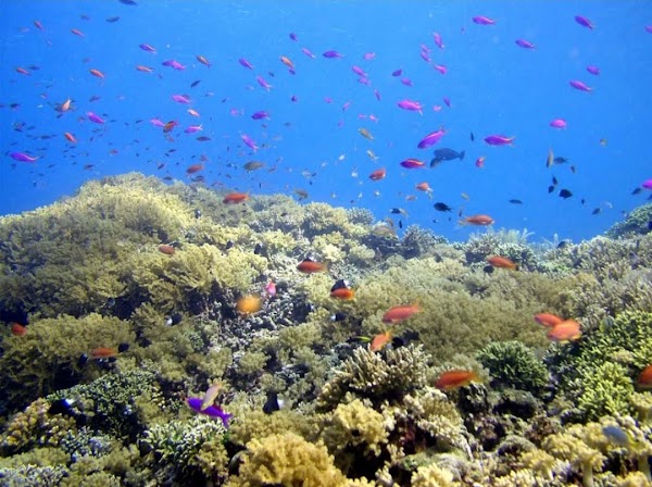 Bunaken National Marine Park