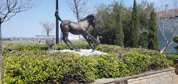 Chincoteague 5