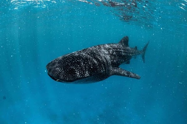 Ningaloo