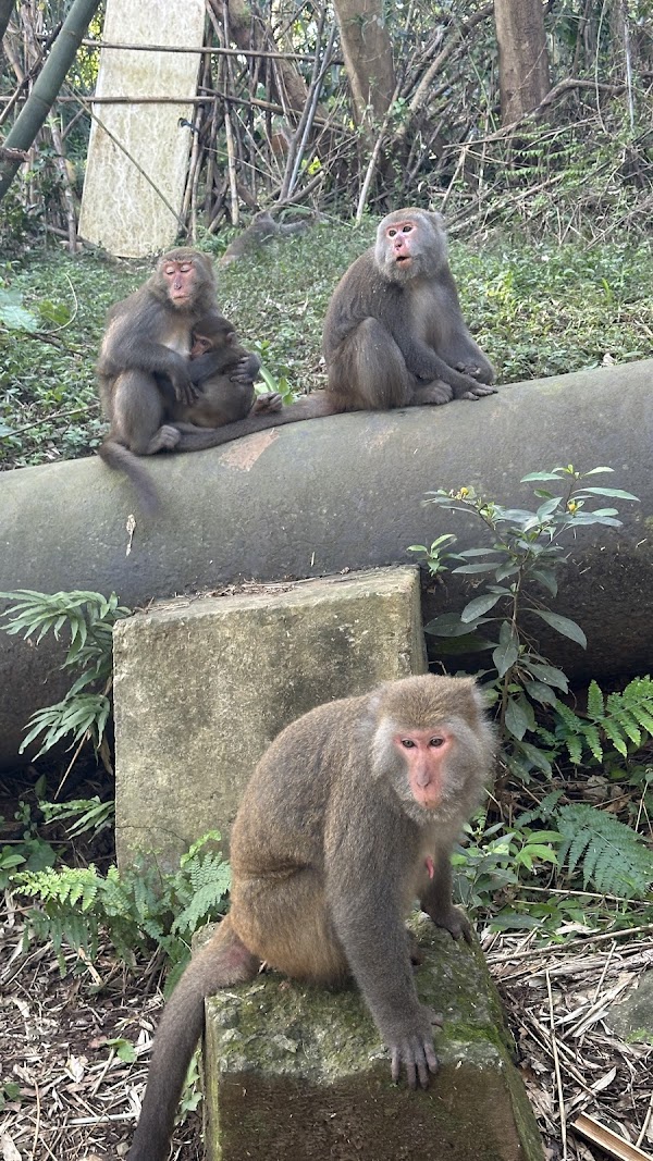 Tianmu Historic Trail 4
