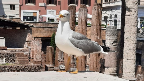 Largo di Torre Argentina 4