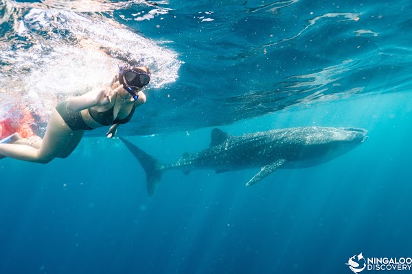 Ningaloo Discovery Whale Shark Tours