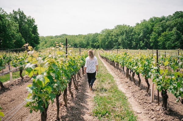 Mason Vineyard