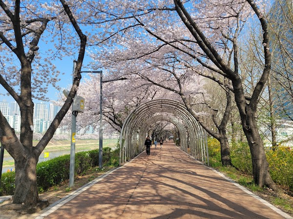 Cherry Blossom Seoul 🌸 8