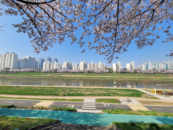 안양천 벚꽃길 5