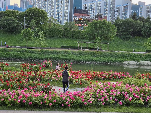 안양천 벚꽃길 3