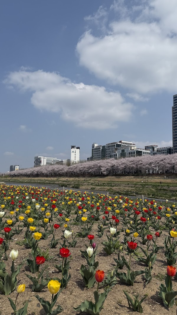 안양천 벚꽃길 2