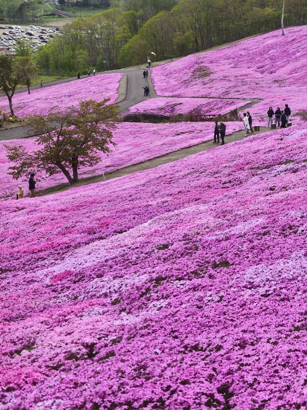 Shibazakura Takinoue kōen Park