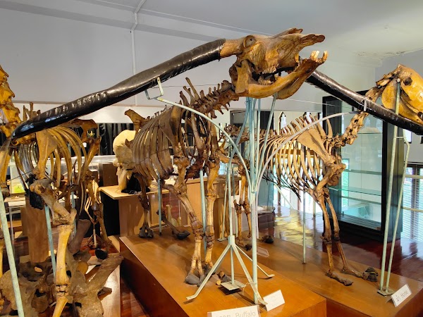 Chulalongkorn University Museum of Natural History
