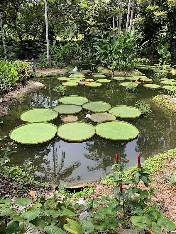 Ginger Garden