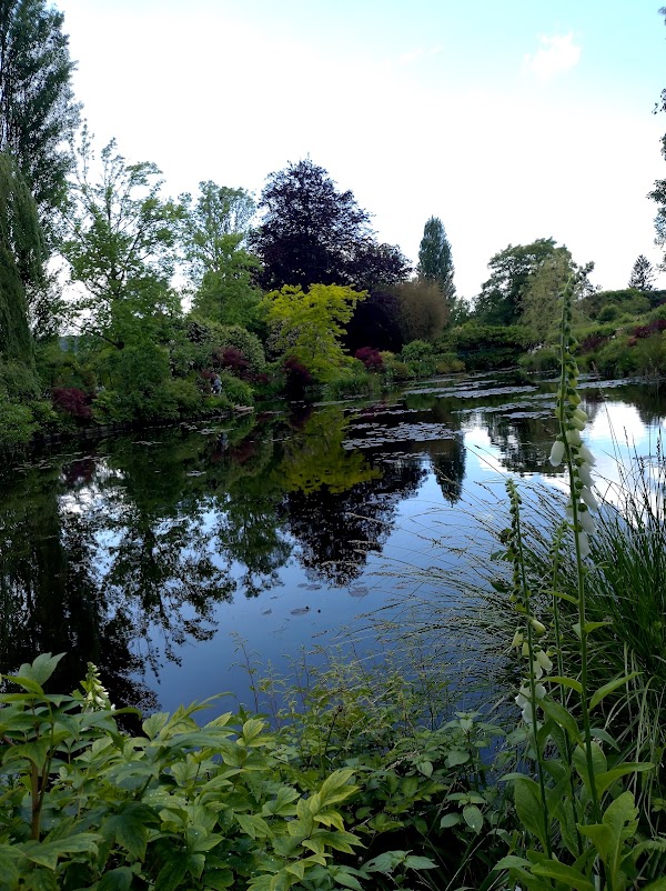 Les Nymphéas 3