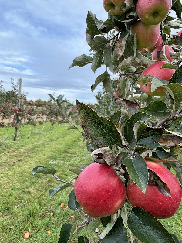 Brantview Apples And Cider