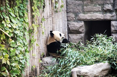 Beijing Zoo 1