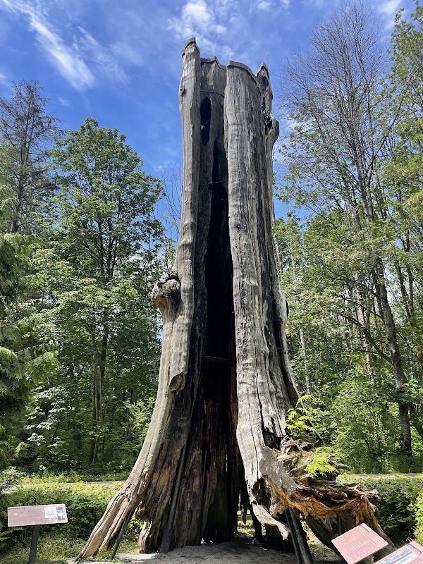 Hollow Tree