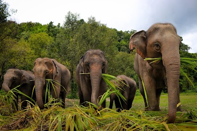 Elephant Jungle Sanctuary (Office) 1