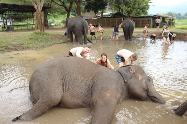Elephant Jungle Sanctuary (Office) 4