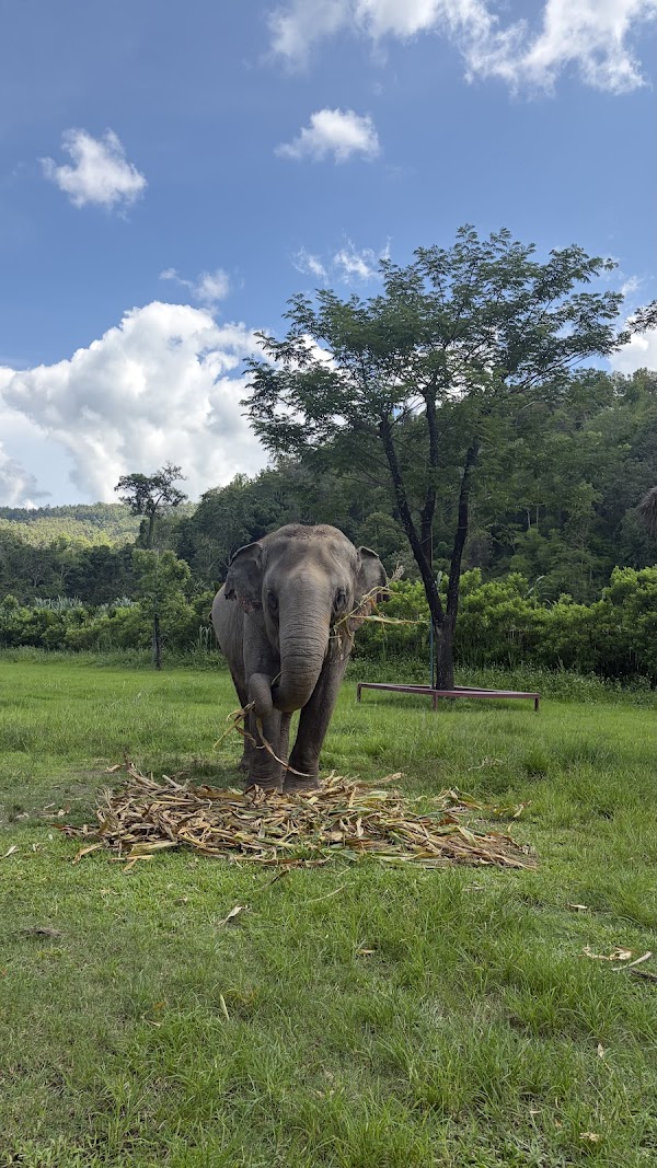 Elephant Jungle Sanctuary (Office) 2