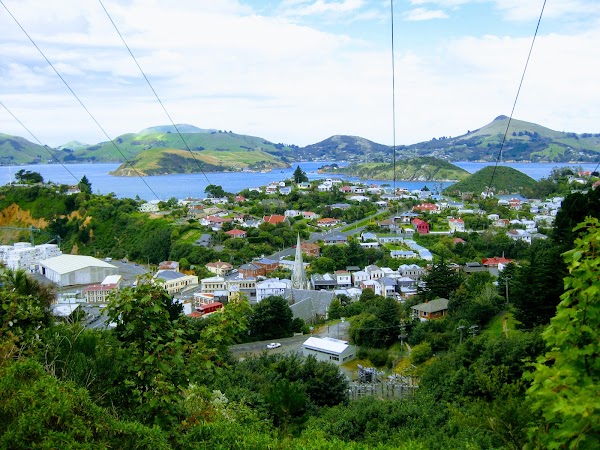 Dunedin 4