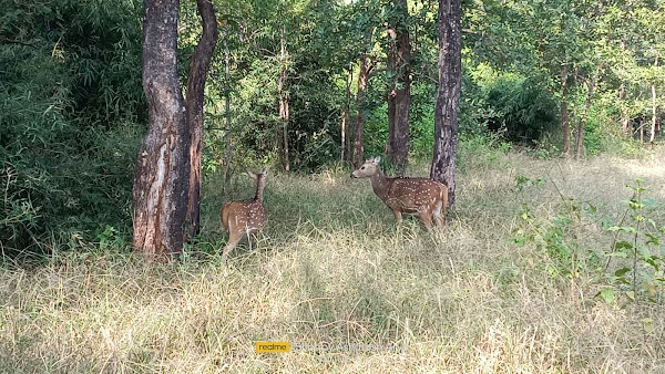 Kanha 3