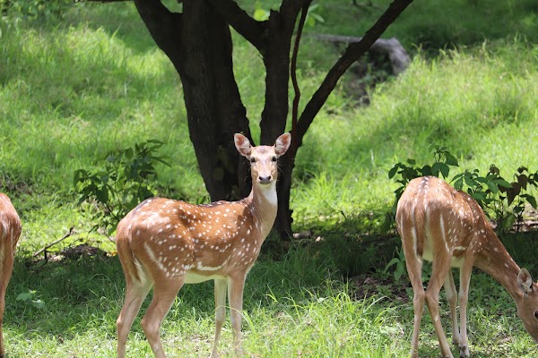 Kanha 2