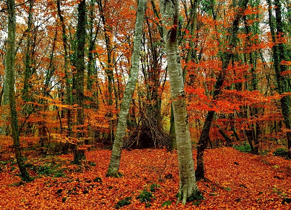 Parc Natural de la Zona Volcànica de la Garrotxa 5
