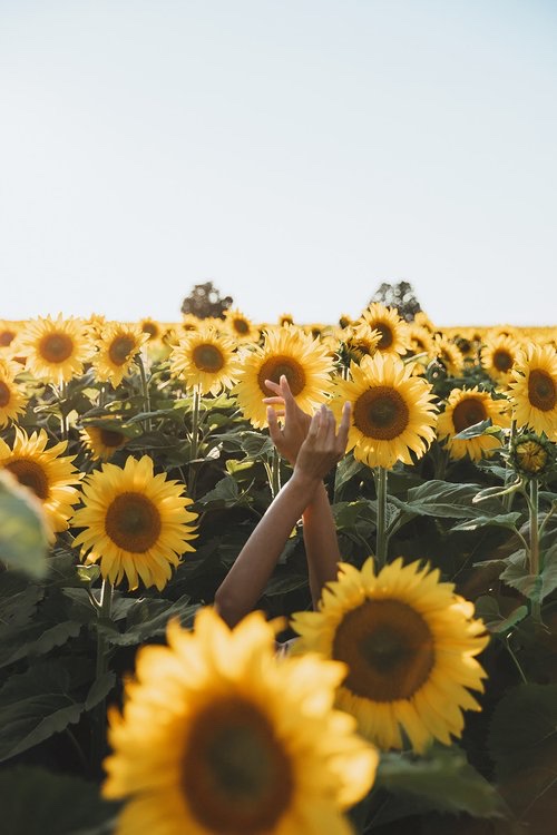 The Sunflower Farm 5