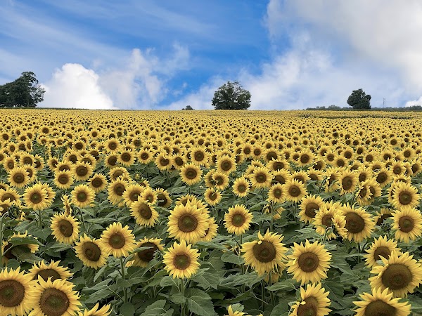 The Sunflower Farm 4