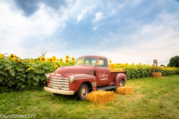 The Sunflower Farm 3