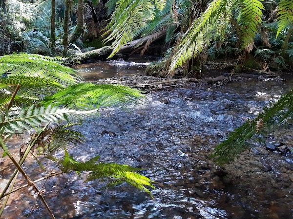 Wirrawilla Rainforest Walk 4