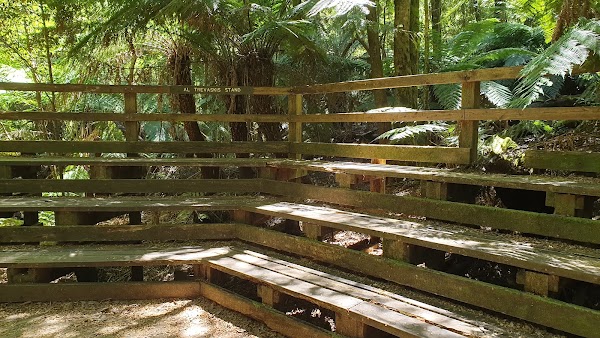 Wirrawilla Rainforest Walk 3