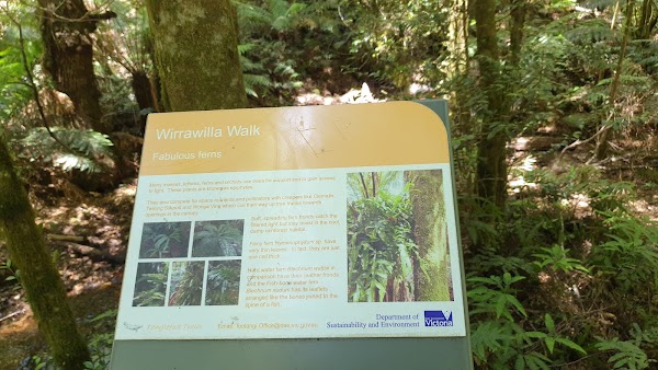 Wirrawilla Rainforest Walk 2