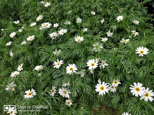 Flower Dome 3