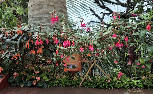 Flower Dome 2