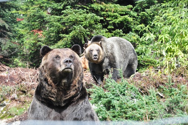Grouse Mountain 4
