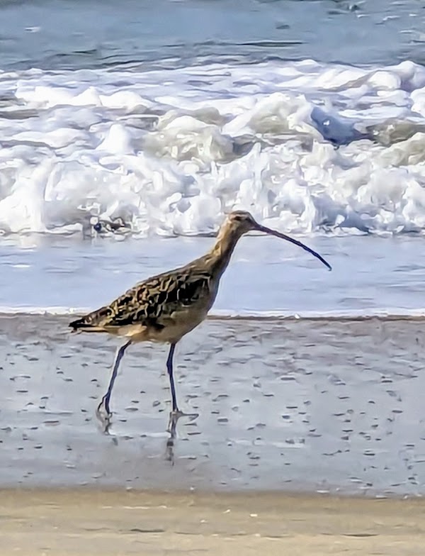 Silver Strand State Beach 2