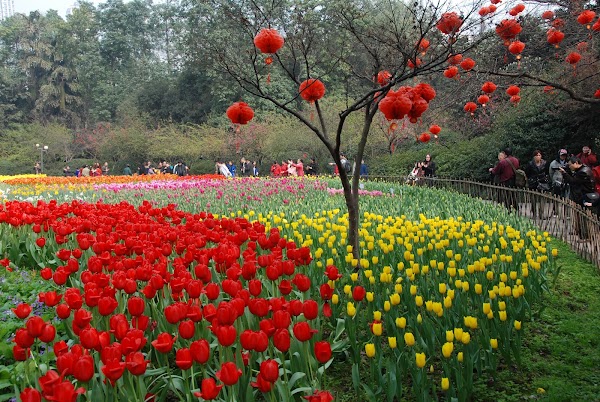 Chongqing Flower Garden