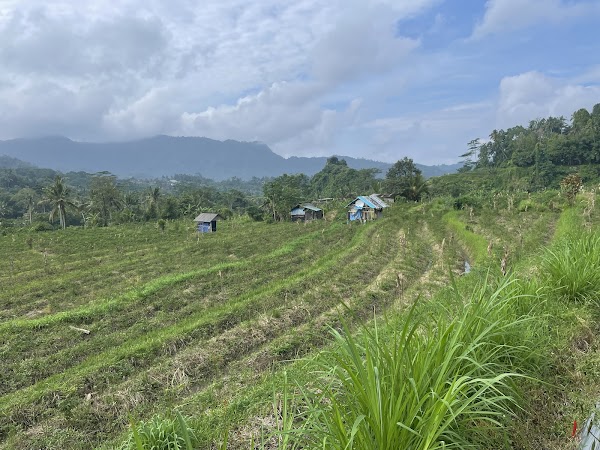 SIDEMEN RICE TERRACE 4