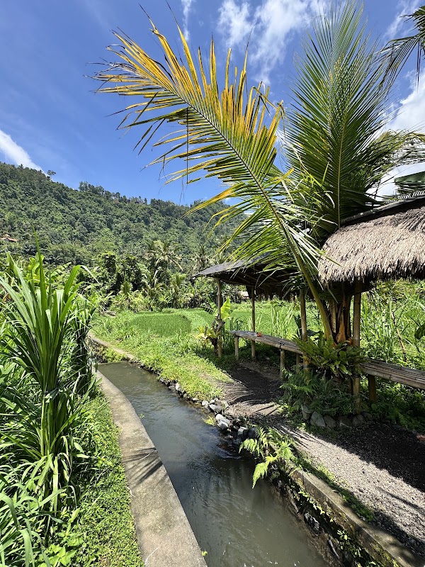 SIDEMEN RICE TERRACE 3