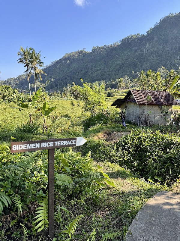 SIDEMEN RICE TERRACE 2