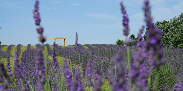 Purple Blossom Lavender Farm