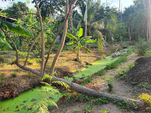 Bang Kachao 2